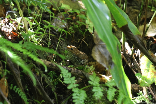 Taiwan Cupwing (Pnoepyga formosana), photo 3