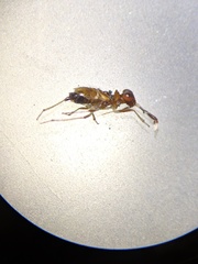 Saldoida slossonae