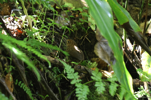 Taiwan Cupwing (Pnoepyga formosana), photo 5