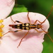 Yellow-horned Flower Longhorn Beetle - Photo (c) pbedell, some rights reserved (CC BY-SA)