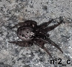 Zygiella montana