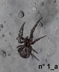 Zygiella montana