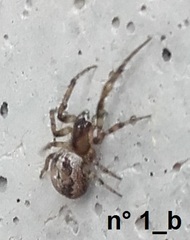 Zygiella montana