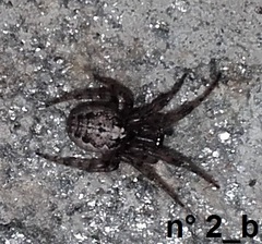 Zygiella montana