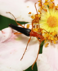 Strangalia bicolor