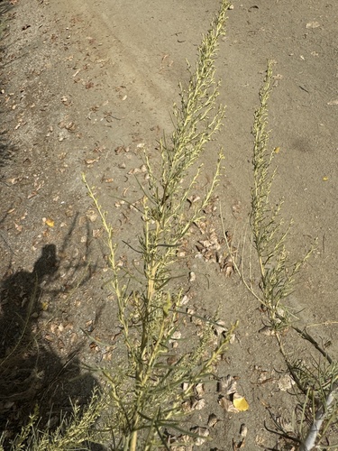 iNaturalist observation photo of California sagebrush