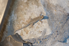 Lygodactylus capensis