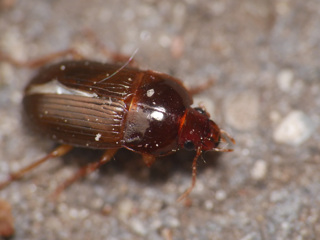 Amara praetermissa
