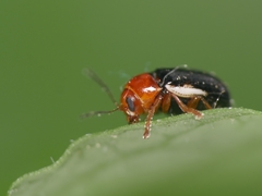 Cryptocephalus rufipes