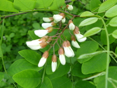 Robinia pseudoacacia