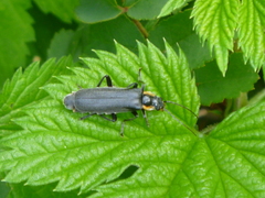 Cantharis obscura