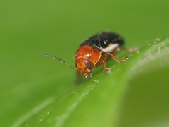 Cryptocephalus rufipes