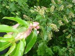 Prunus serotina