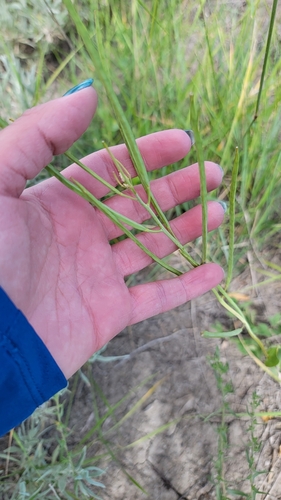 Conringia orientalis iNat (3)