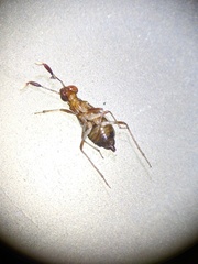Saldoida slossonae