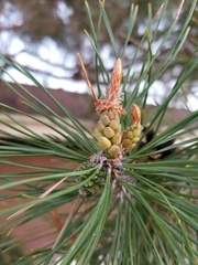 Pinus sylvestris