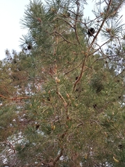 Pinus sylvestris