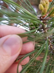 Pinus sylvestris