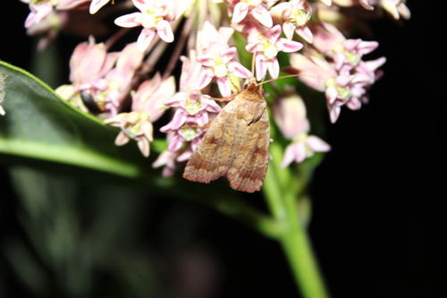 Lycophotia Moth photo 5