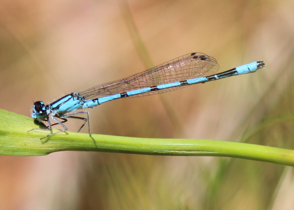 Marsh Bluet