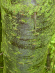 Prunus