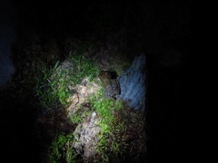 Pristimantis cruentus