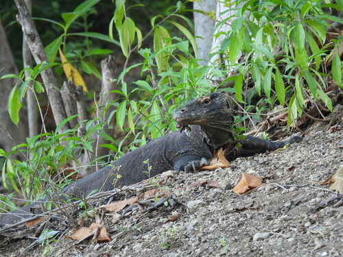 Komodo Dragon — seen at this dive site