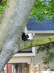 Sciurus carolinensis