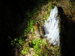 Pristimantis cruentus