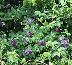 Clematis viticella