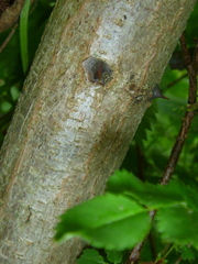 Robinia pseudoacacia