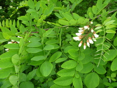 Robinia pseudoacacia