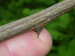 Robinia pseudoacacia