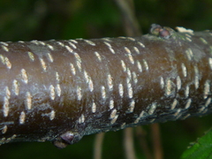 Prunus serotina