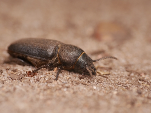 Photo of Black Longicorn Beetle (Spondylis buprestoides)