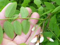 Robinia pseudoacacia