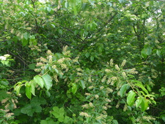 Prunus serotina