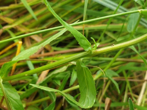 Image of Epilobium obscurum by (c) Clément Maouche, some rights reserved (CC BY)