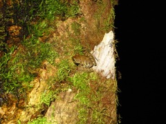 Pristimantis cruentus