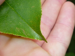 Prunus serotina