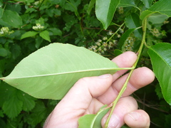 Prunus serotina