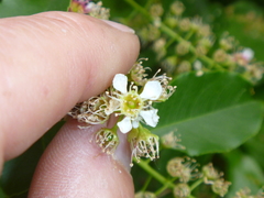 Prunus serotina