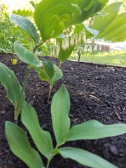 Polygonatum multiflorum