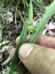 Carex flaccosperma