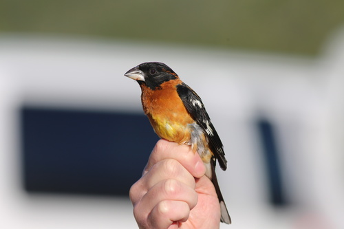 iNaturalist observation photo of Black-headed Grosbeak