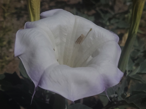 Sacred thorn-apple (Datura wrightii)
