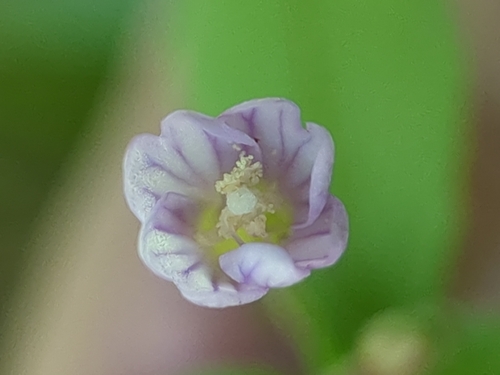 Epilobium hornemannii