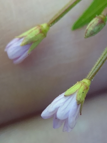 Foto de Epilobium hornemannii
