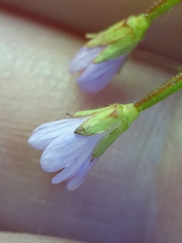 Foto de Epilobium hornemannii
