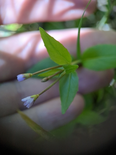 Foto de Epilobium hornemannii